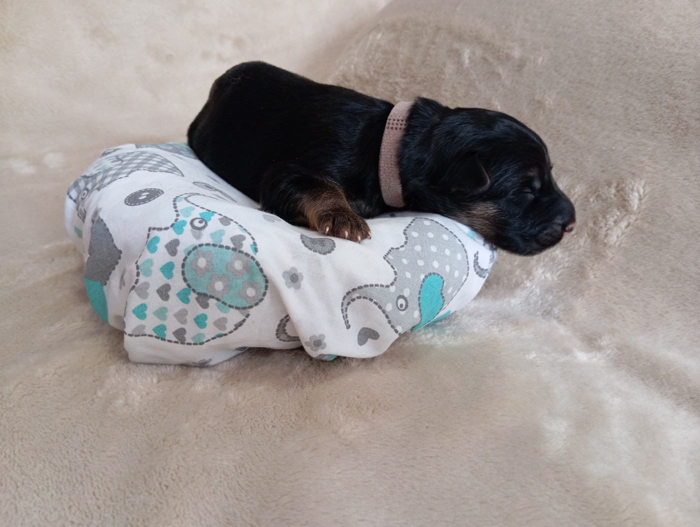 De La Haute Juberdière - Chiots disponibles - Berger Allemand Poil Long