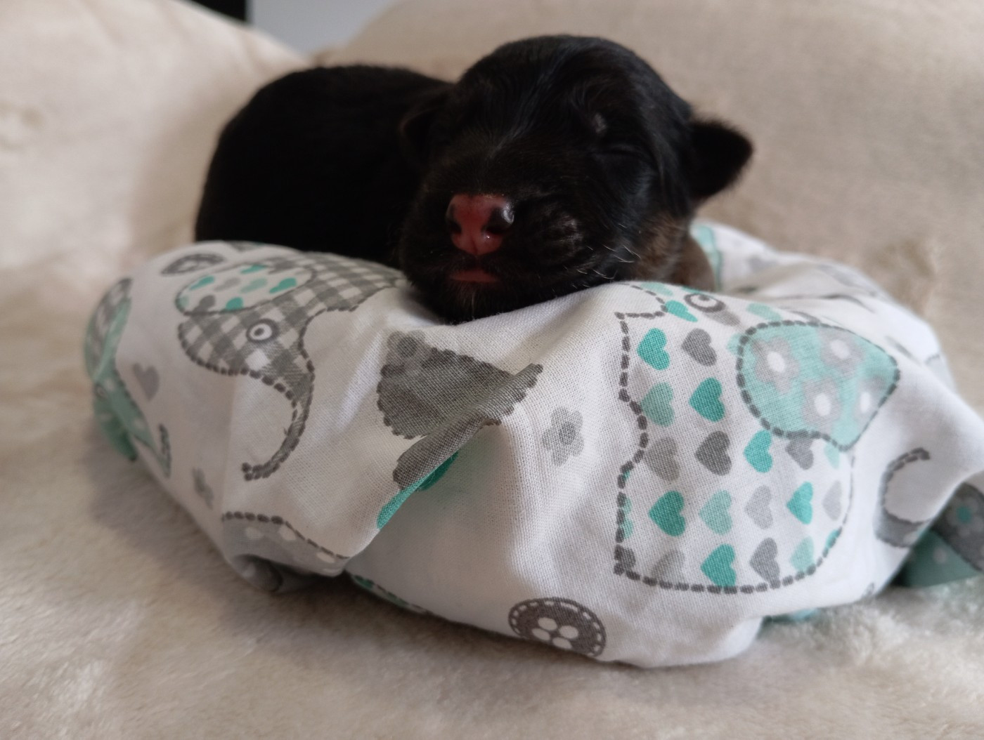De La Haute Juberdière - Chiots disponibles - Berger Allemand Poil Long