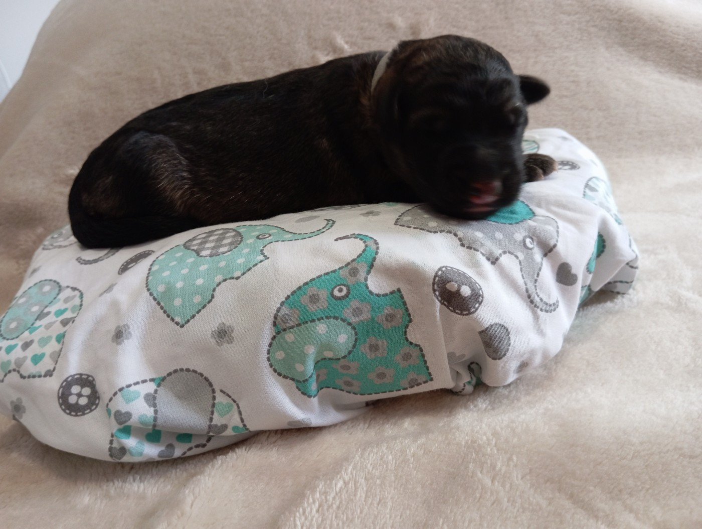 De La Haute Juberdière - Chiots disponibles - Berger Allemand Poil Long