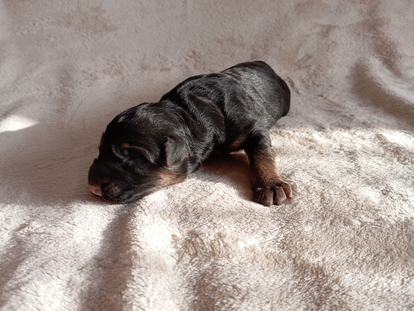 De La Haute Juberdière - Chiots disponibles - Berger Allemand Poil Long