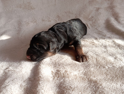 CHIOT 4